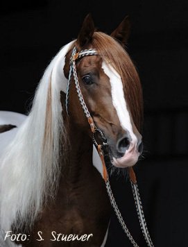 Coloured Arabian Stallion